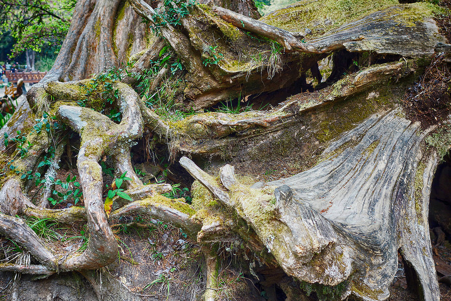 【阿里山的老树根摄影图片】台湾阿里山生态摄