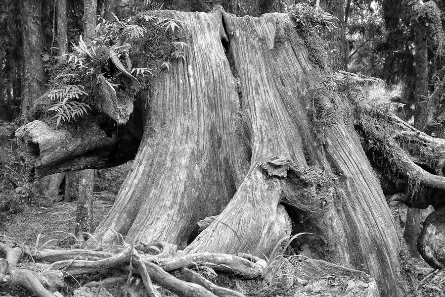 【阿里山的老树根摄影图片】台湾阿里山生态摄