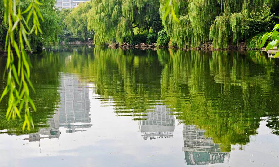绣湖的绿