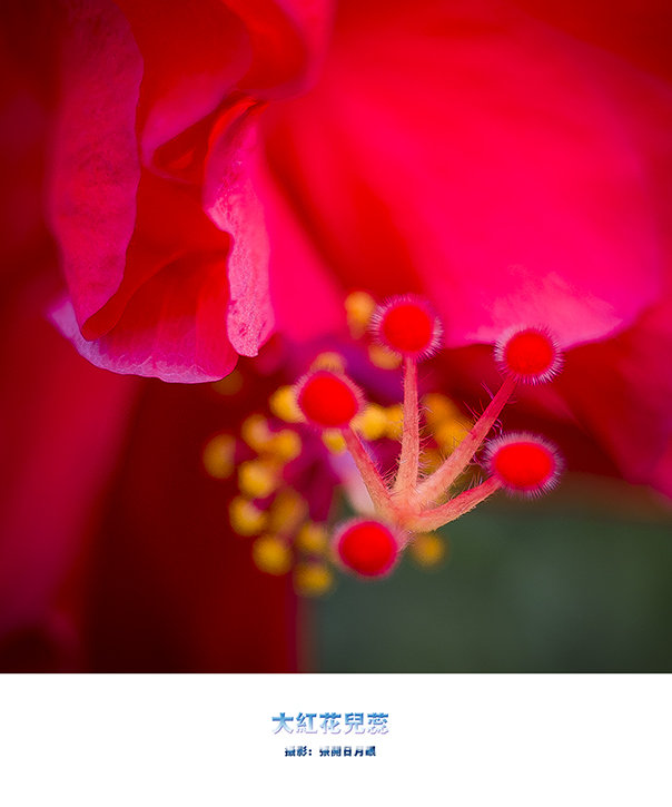 大红花儿蕊
