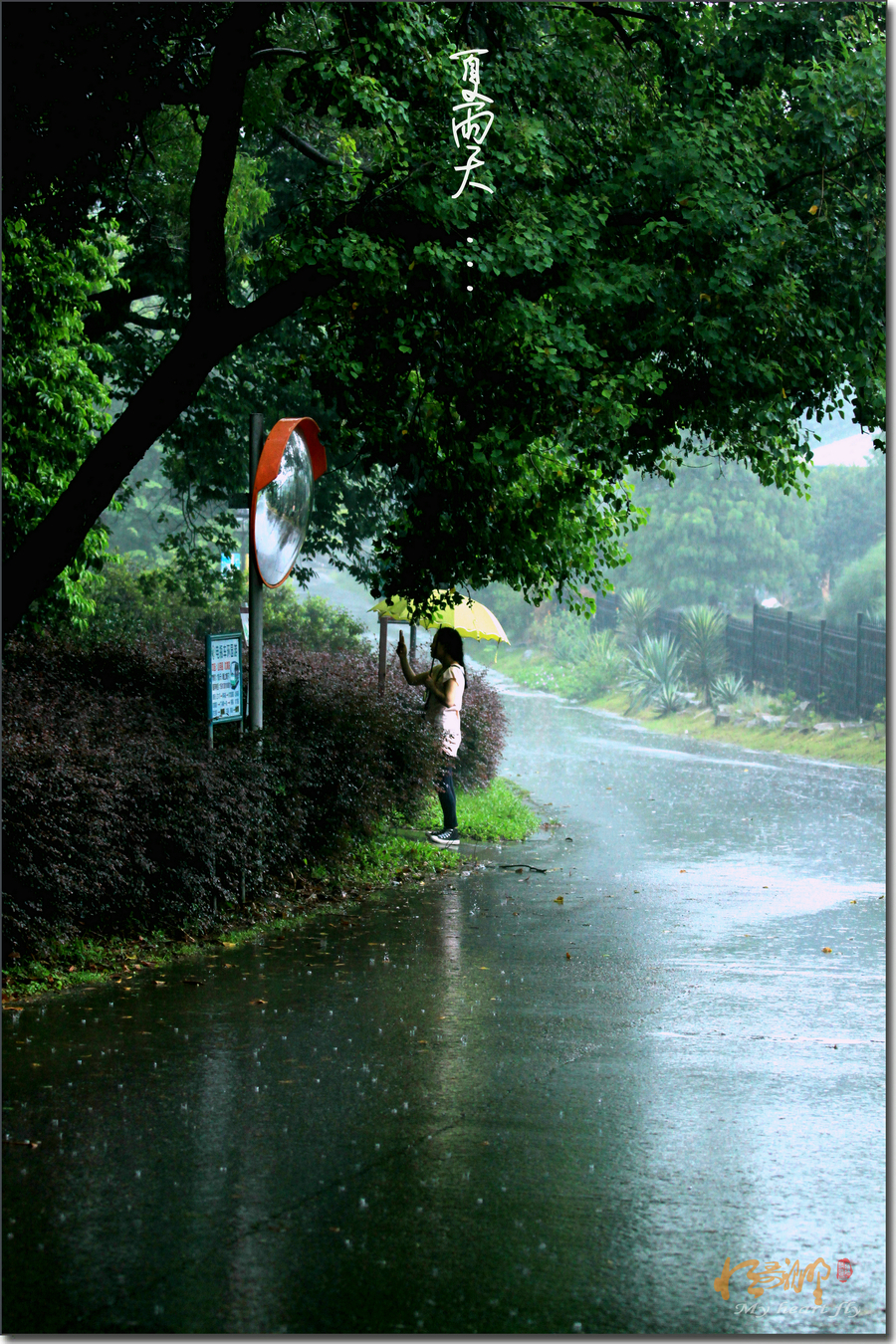 【夏雨天摄影图片】广州生态摄影_太平洋电脑网摄影