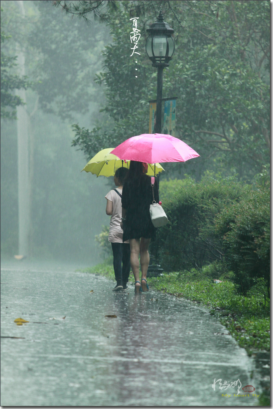 【夏雨天摄影图片】广州生态摄影_太平洋电脑网摄影