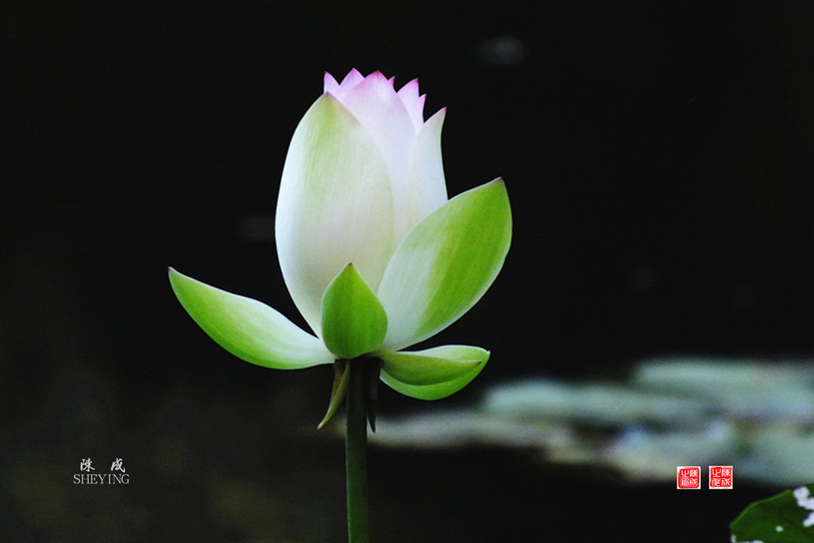 【荷花的故亊 二 白莲花 20130828发表摄影图