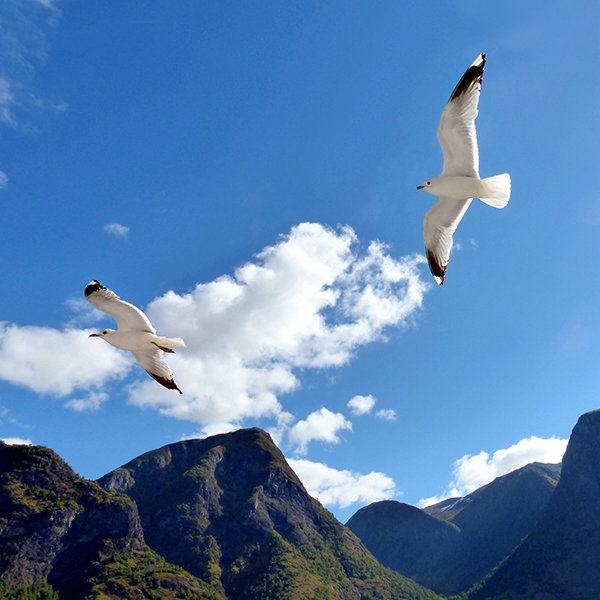 松娜峡湾的海鸥(挪威)