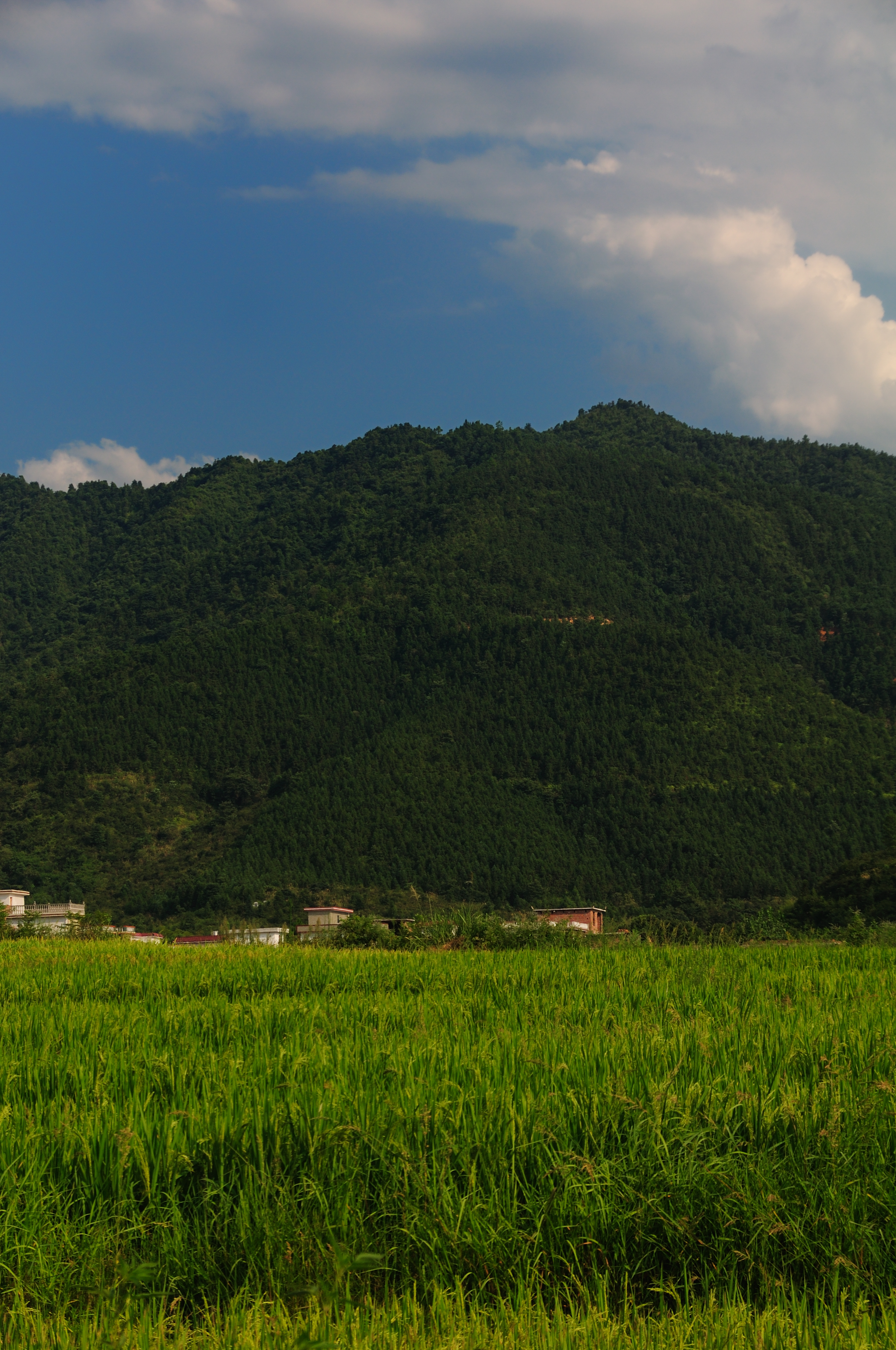 乡村风光