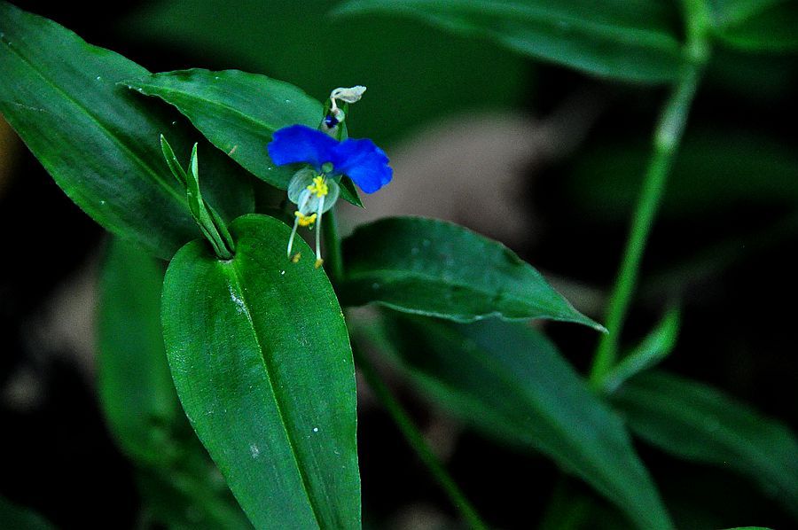 鸭拓草