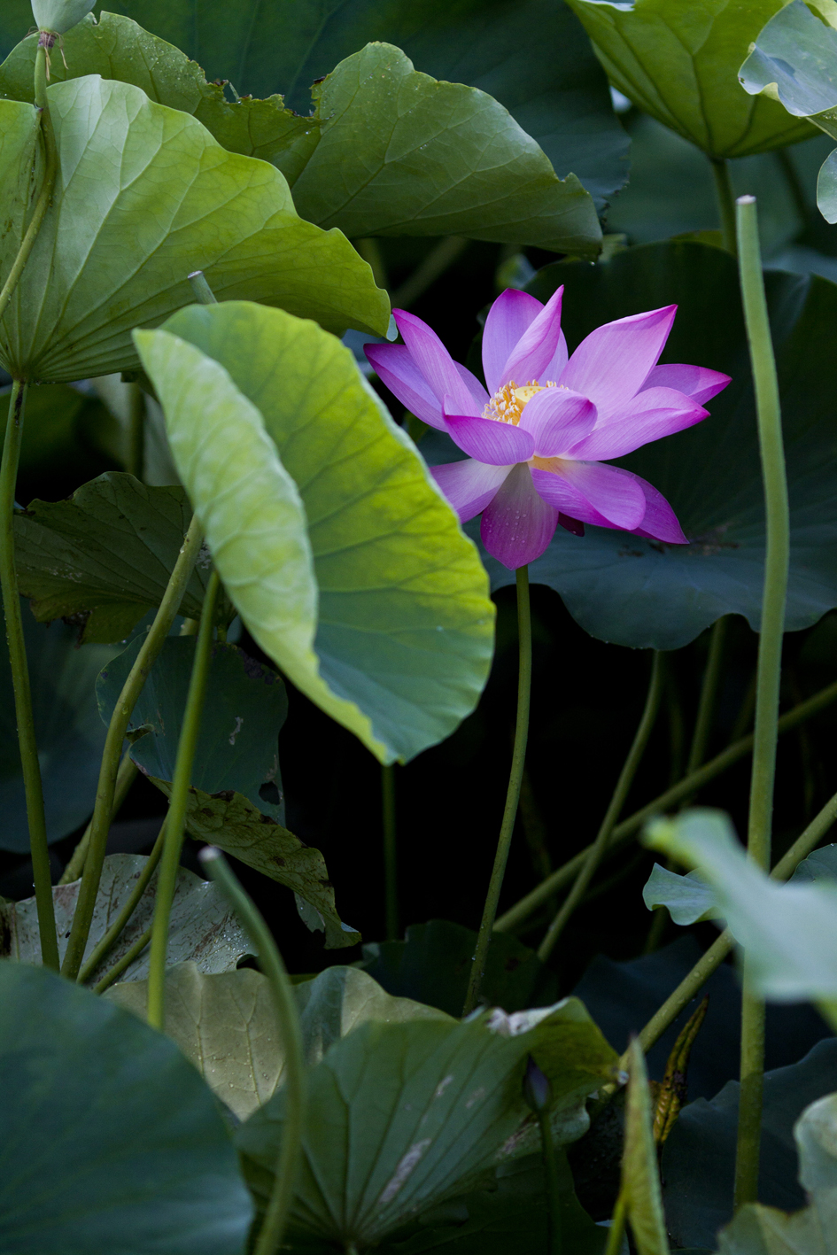 孤芳自赏