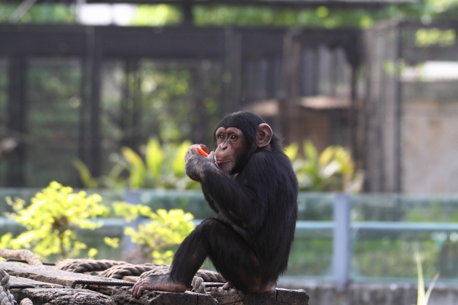 【可爱的小黑猩猩摄影图片】生态摄影