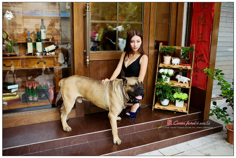 美女与斗牛犬