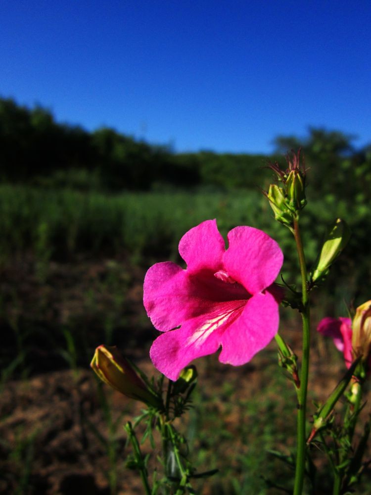 角蒿(incarvillea sinensis)