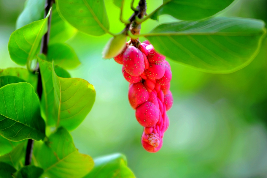 玉兰花果