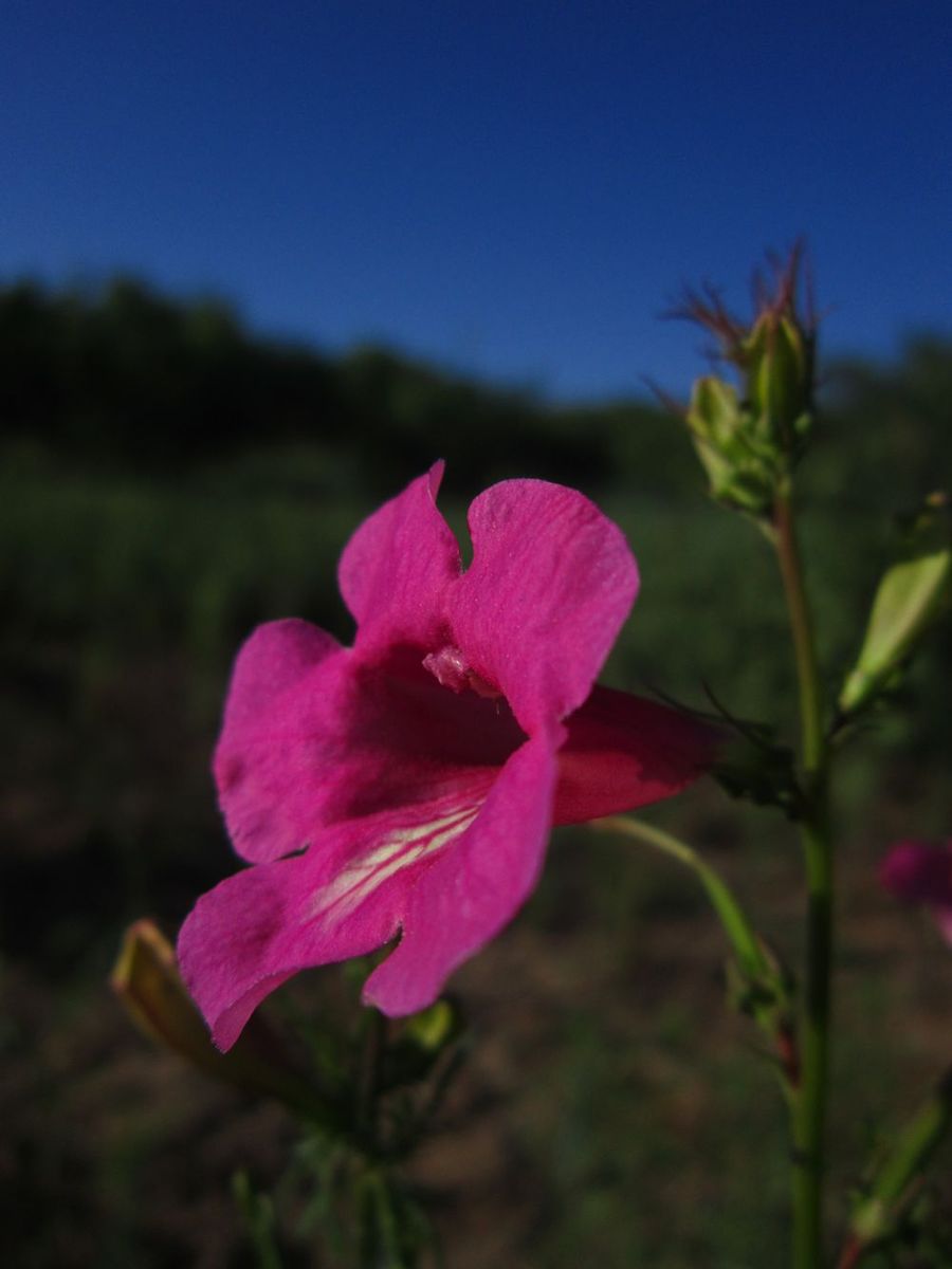 角蒿(incarvillea sinensis)