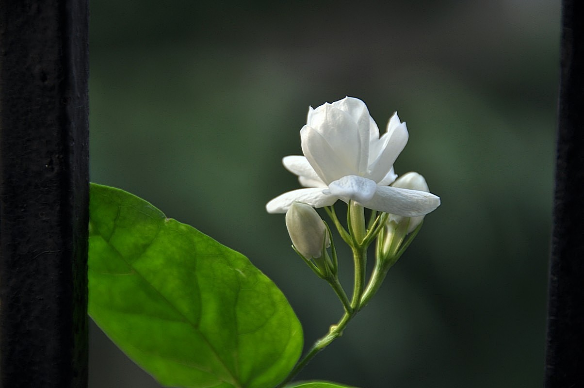 满园花香茉莉花