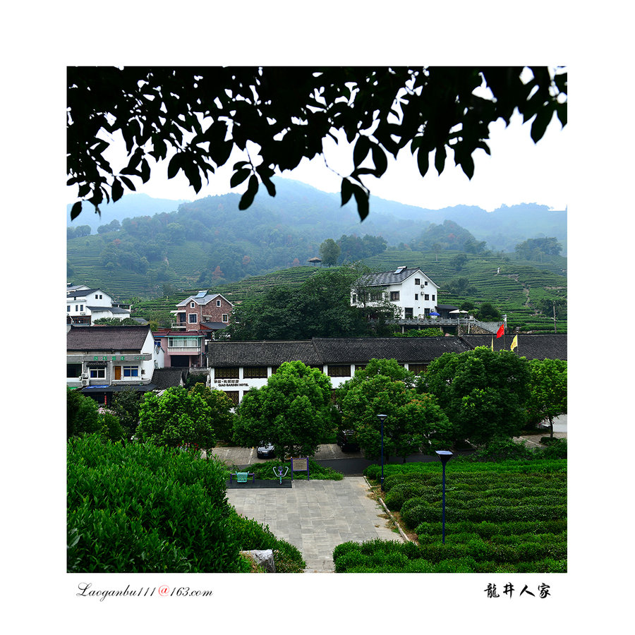 【【龙井问茶】摄影图片】杭州西湖龙井村生态