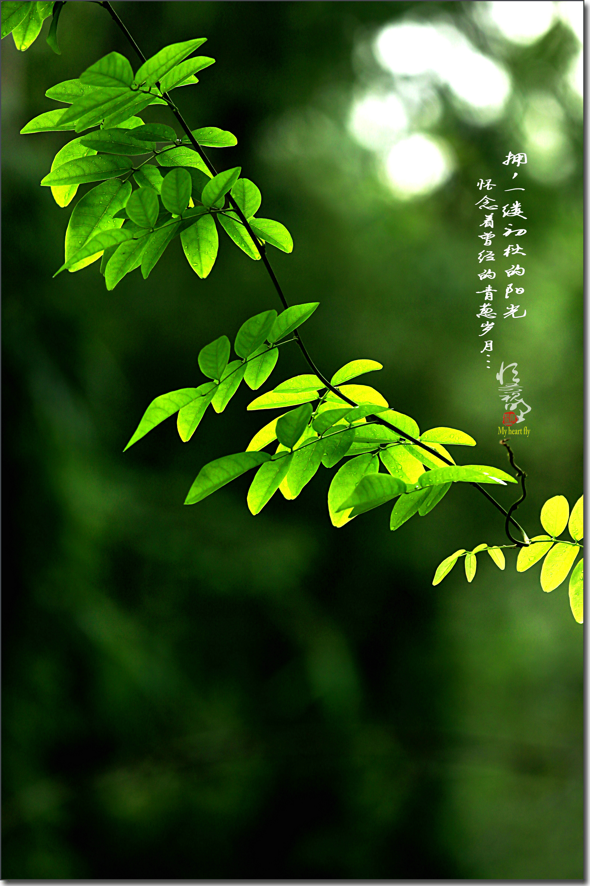 缤纷九月.拥一缕阳光