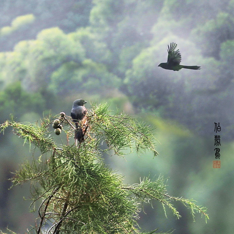【【伯劳鸟】摄影图片】山上生态摄影