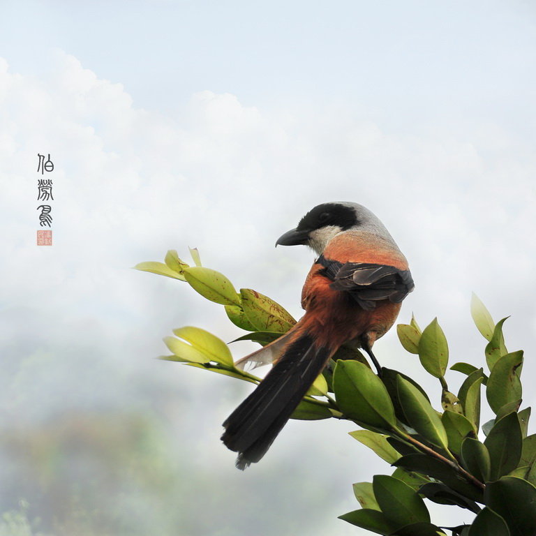 【【伯劳鸟】摄影图片】山上生态摄影_太平洋电脑网摄影部落