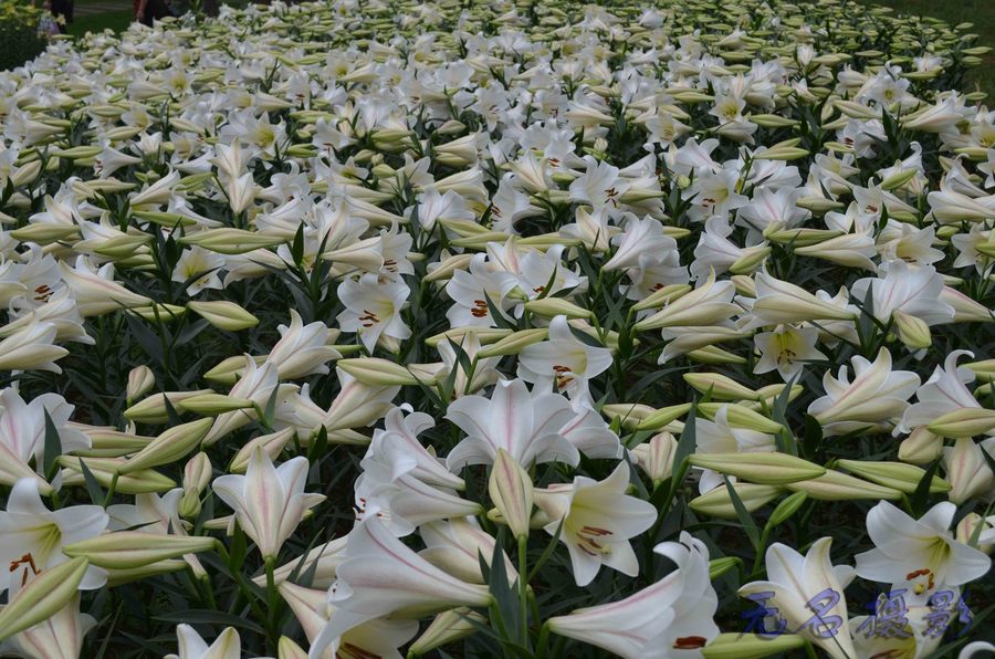 石象湖—满山的多彩百合花