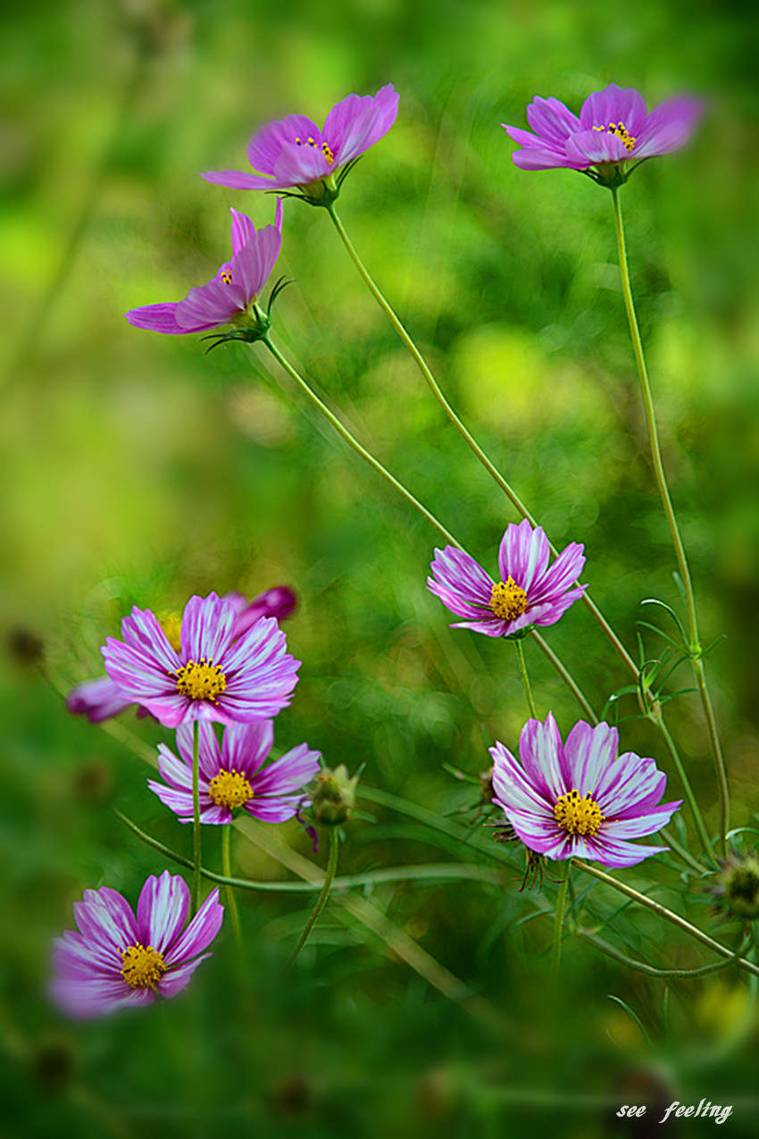 幸福格桑花