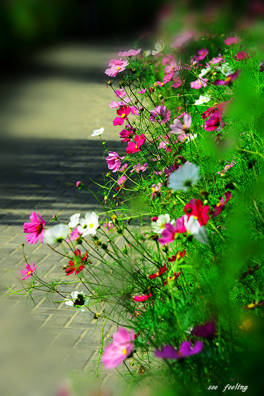 幸福格桑花