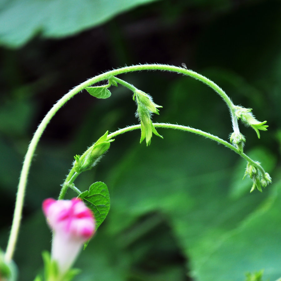 【鲜花朵朵迎中秋摄影图片】各处生态摄影