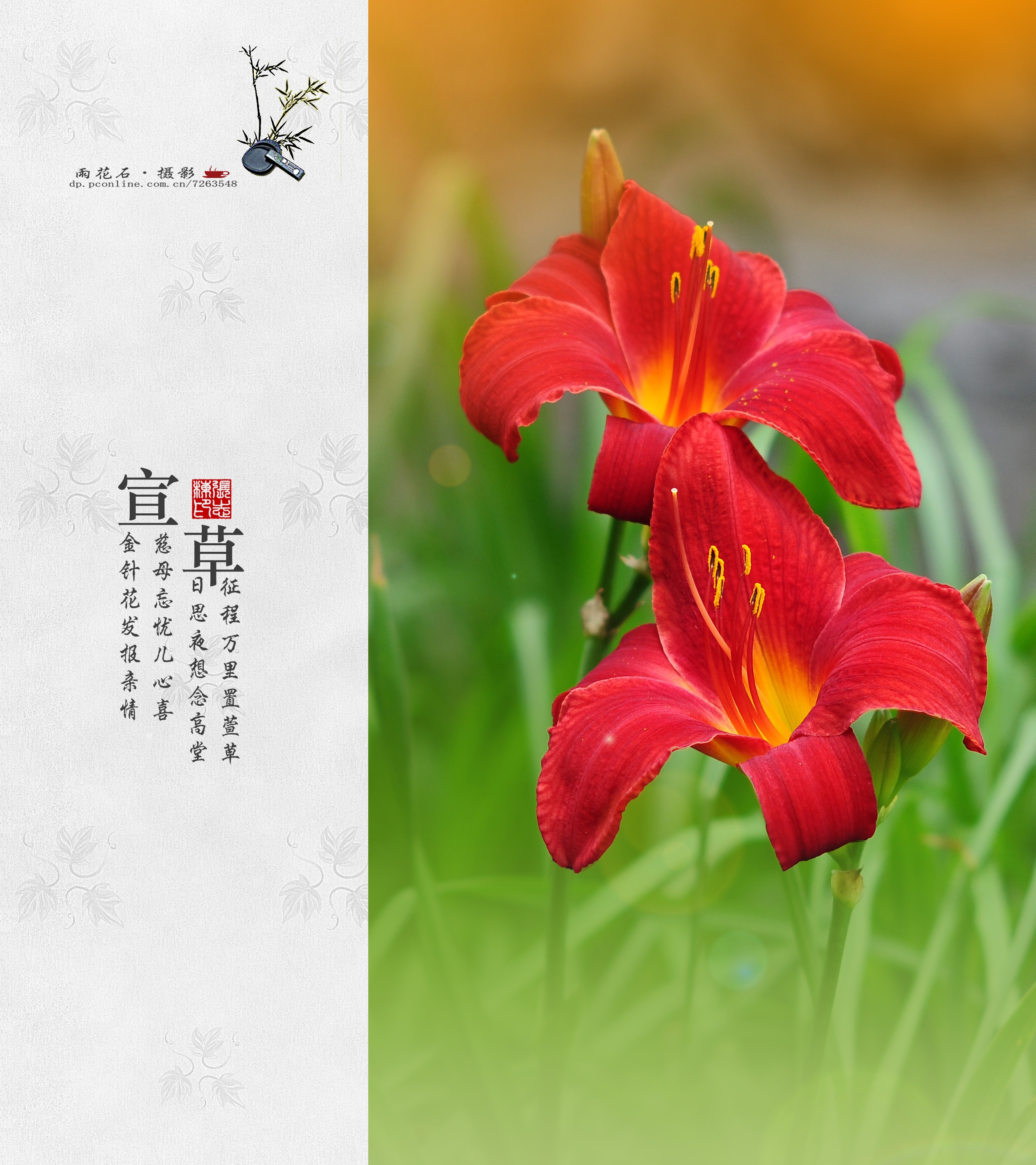 母亲花(大萱草)