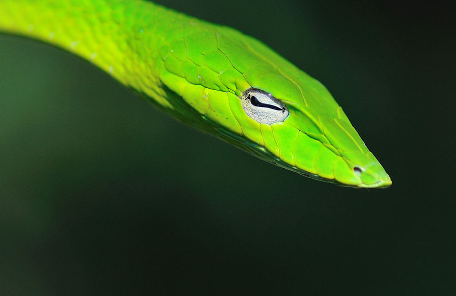 【迷一样的眼·绿瘦蛇摄影图片】野外生态摄影