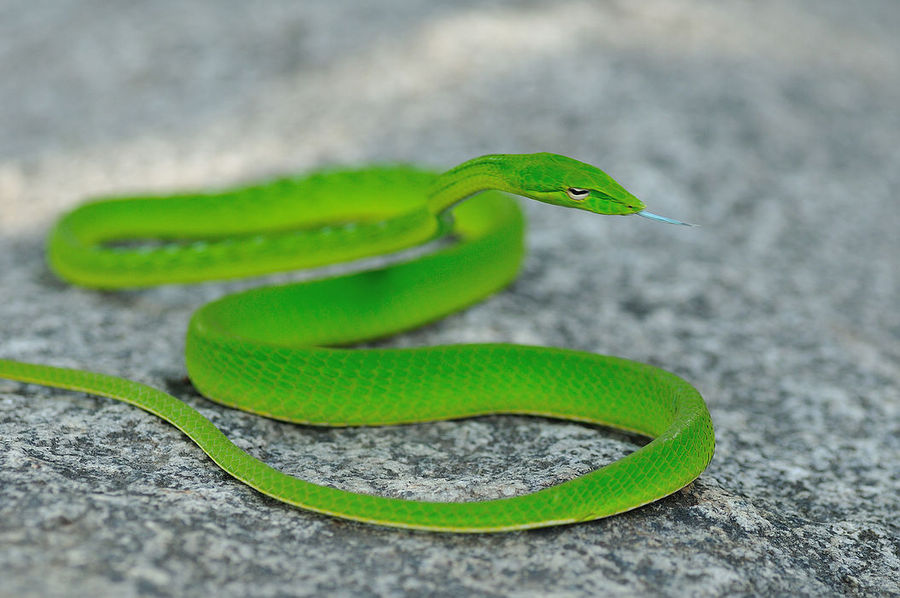 【迷一样的眼·绿瘦蛇摄影图片】野外生态摄影