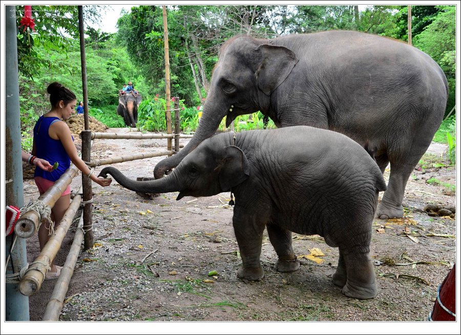 【大象 过河摄影图片】泰国曼谷国外摄影