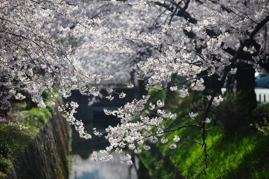 【四月去日本看樱花摄影图片】风光摄影