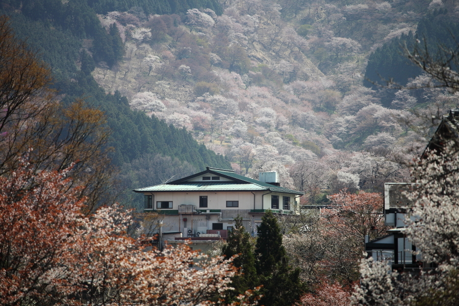 【四月去日本看樱花摄影图片】风光摄影_太平