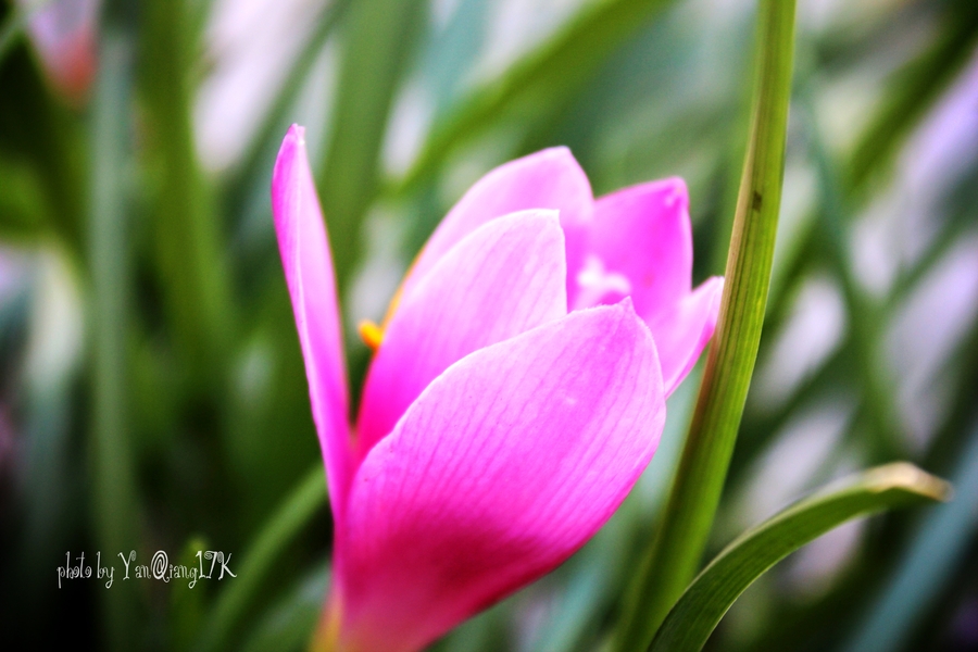 九月花