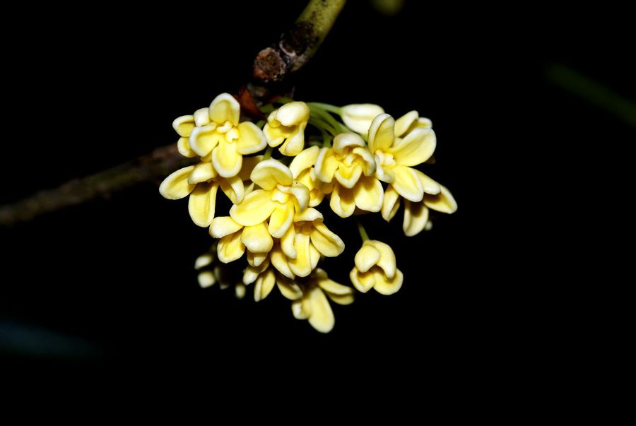 桂花