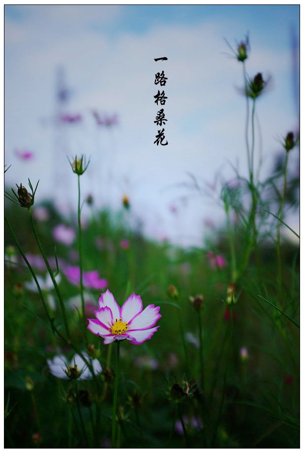 一路格桑花