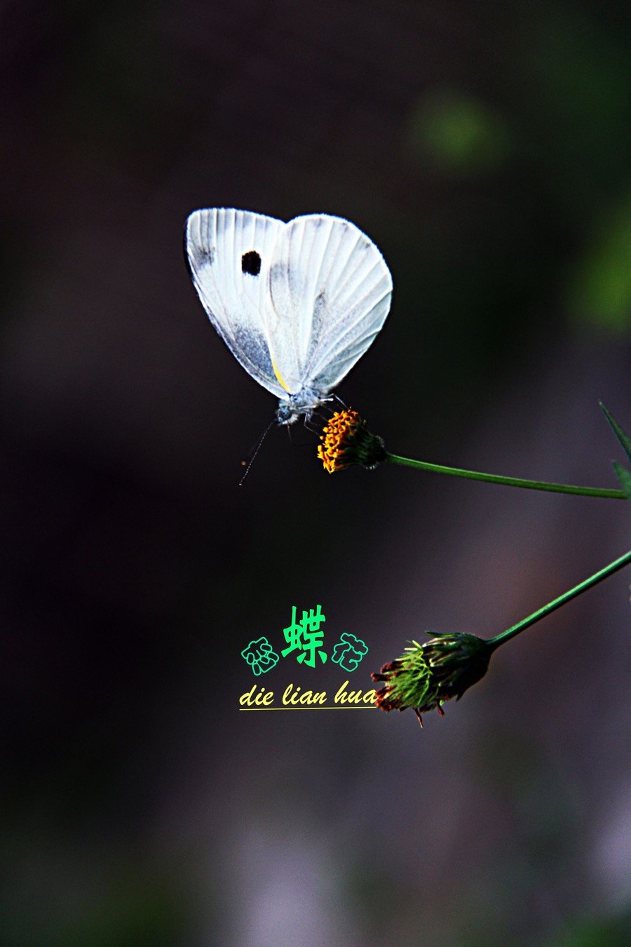 蝶恋花