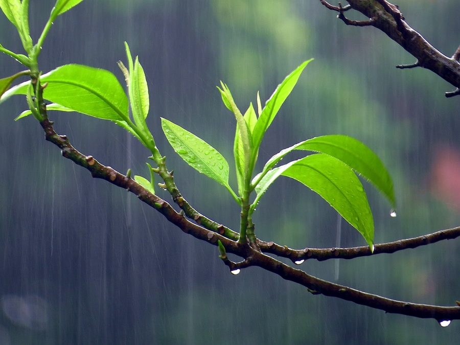 雨一直下_动植物与微距论坛_太平洋电脑论坛