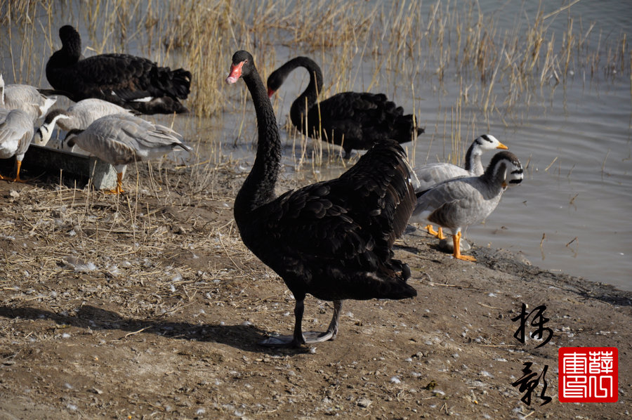 【黑天鹅与斑头鸭摄影图片】甘肃张掖生态摄影