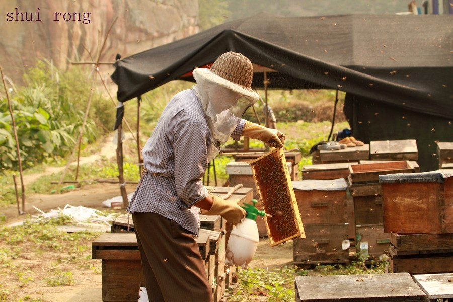 【走访蜂蜜养殖专业户:刘德凤夫妇摄影图片】