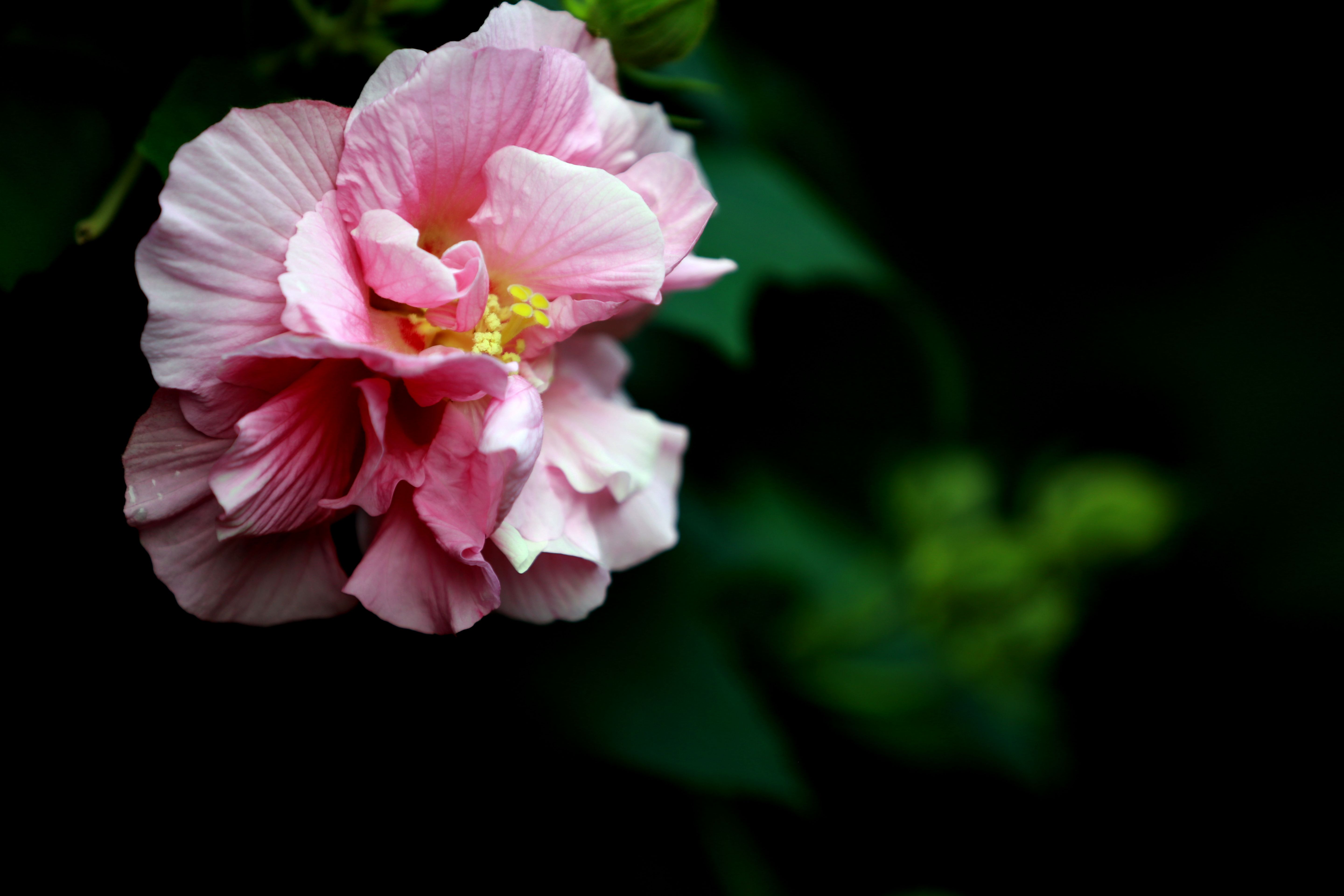 水畔芙蓉