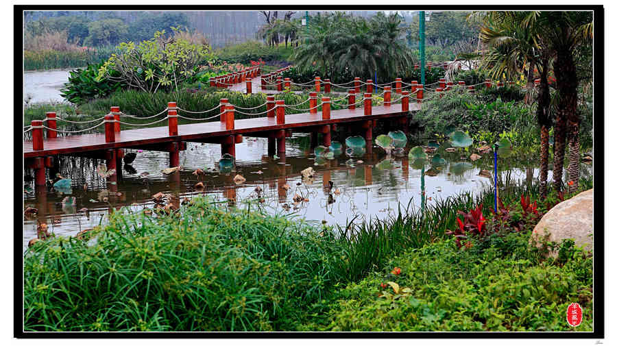 【广州海珠湿地公园摄影图片】广州风光旅游摄