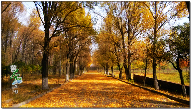 【身边的秋色摄影图片】甘肃省玉门市生态摄影