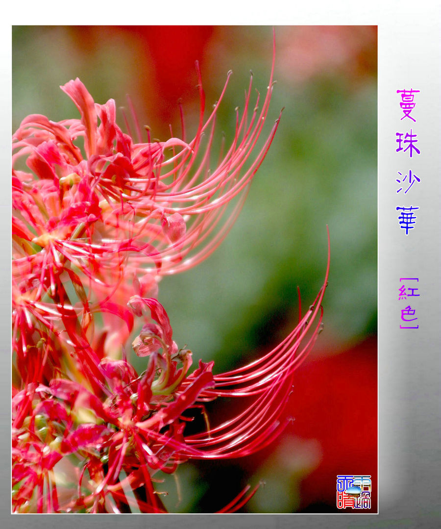 【曼珠沙华[彼岸花]   红色摄影图片】生态摄影_太平洋电脑网摄影部落