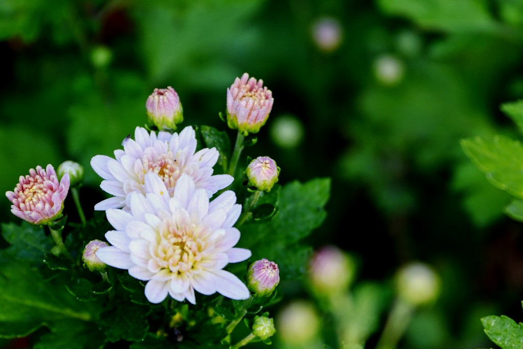 野菊花