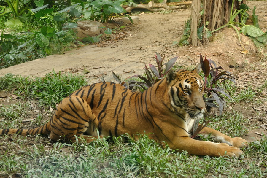 【广州长隆动物园 珠江夜游 广州塔摄影图片】广州风光旅游摄影_太平洋电脑网摄影部落