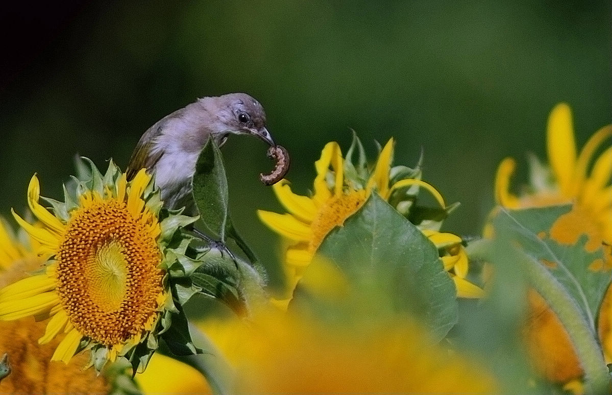 葵花与鸟