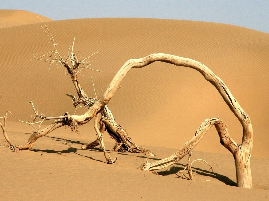 沙漠英雄──胡杨树