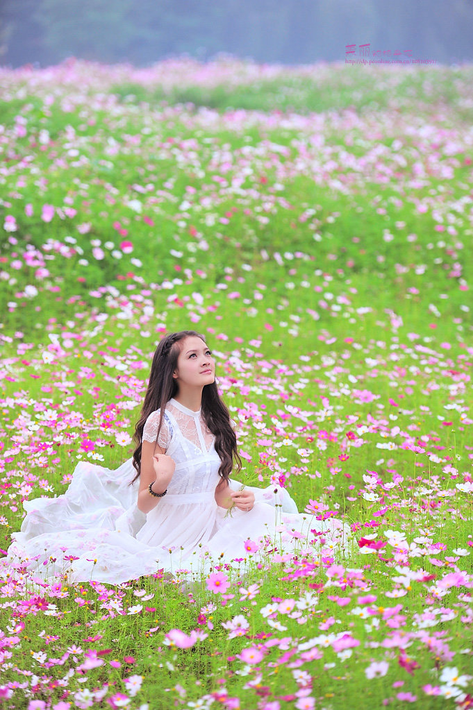 《美丽的格桑花》