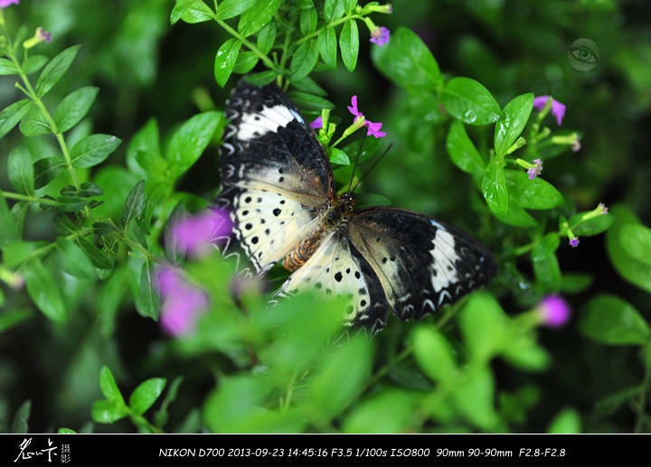 【蝴蝶B 2013.9.23摄影图片】香山植物园