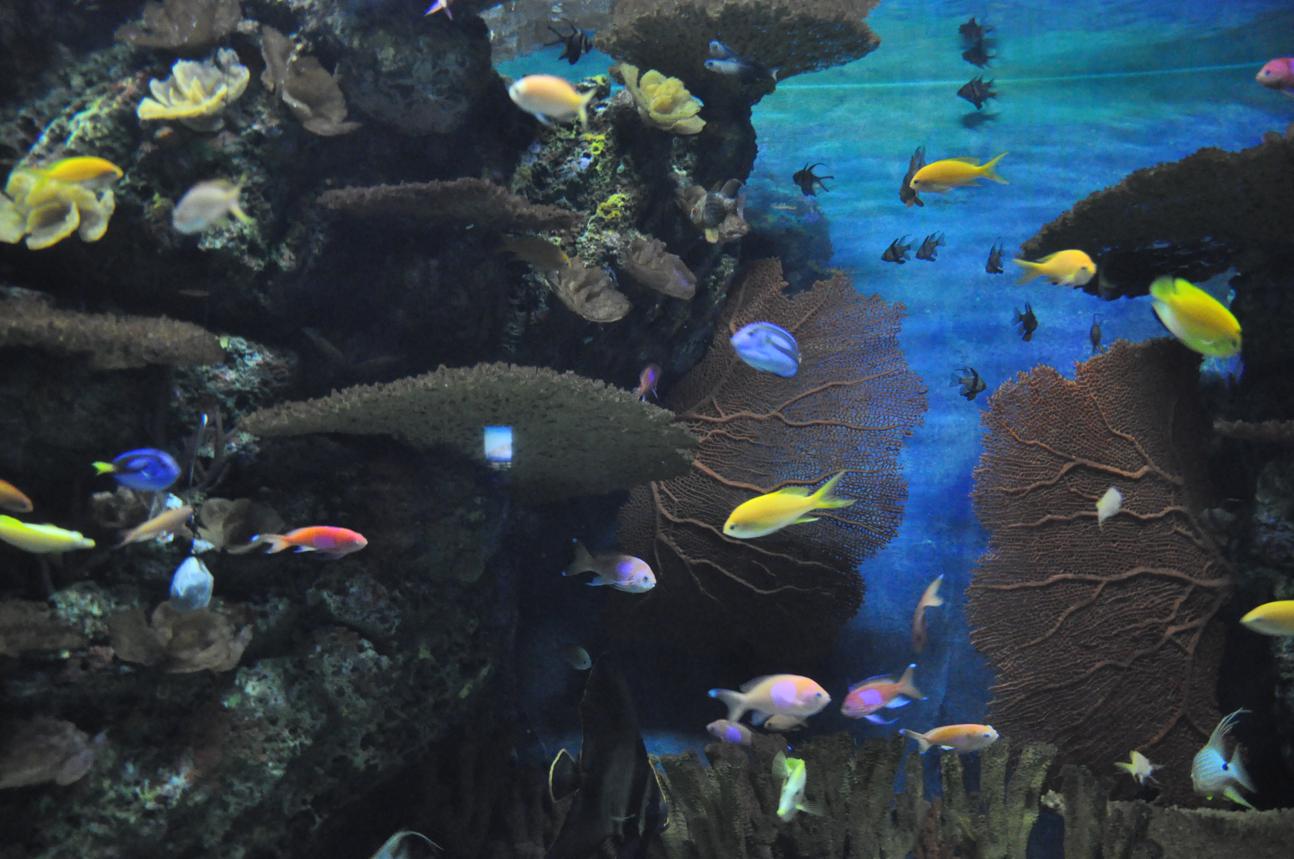 海洋水族馆