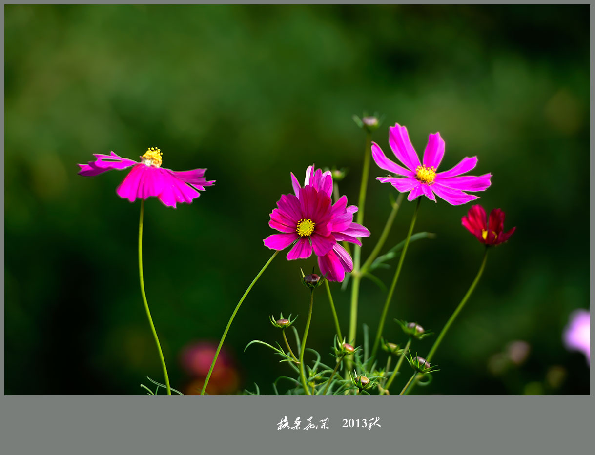 格桑花开